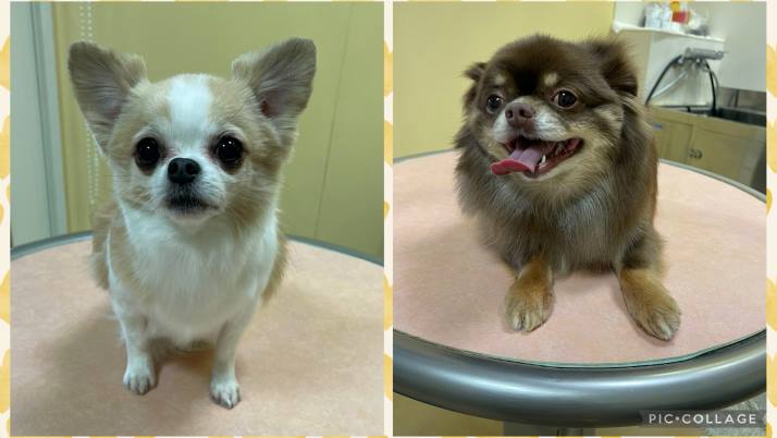 チロルちゃんココアちゃん