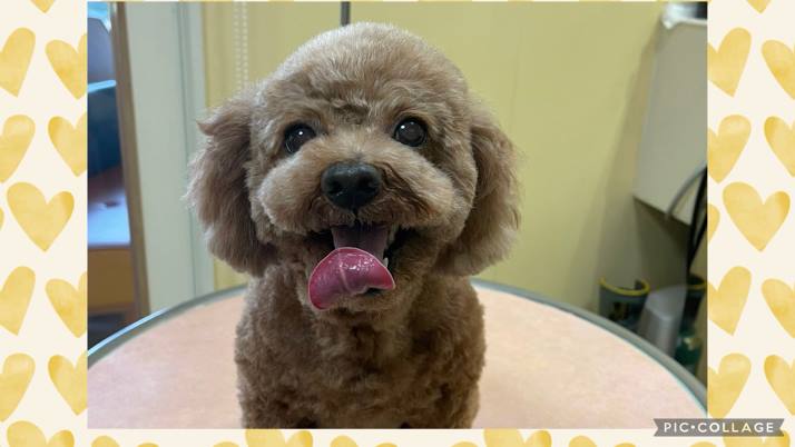 シェリーちゃん