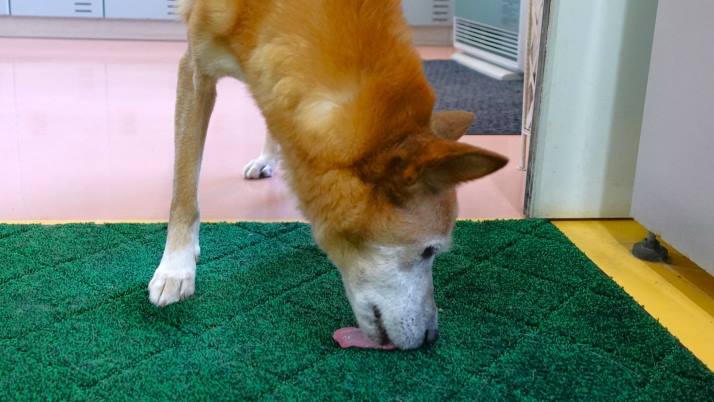 マットを舐めるロイス