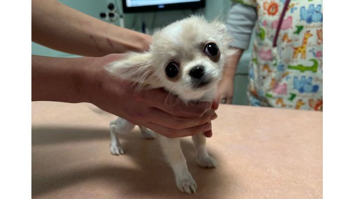 かわい子ちゃん❤️｜佐倉市の動物病院なら若山動物病院