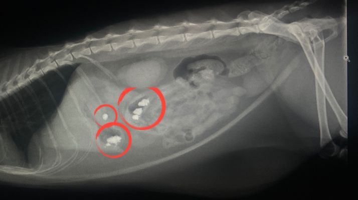 レントゲン写真
