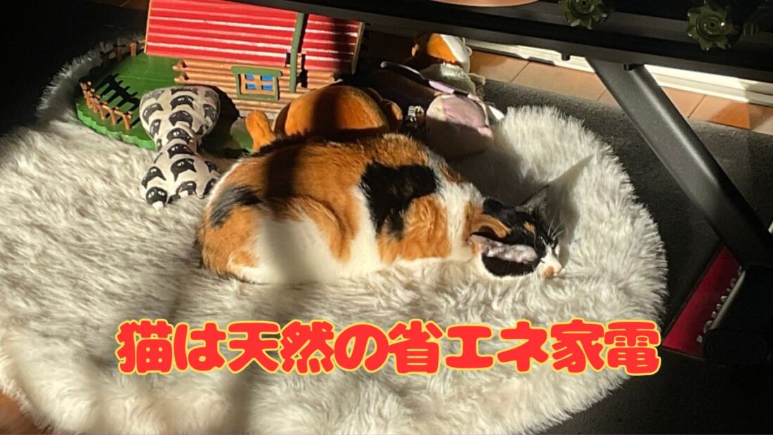 日向ぼっこに隠された「驚きの健康効果」｜佐倉市の動物病院なら若山動物病院