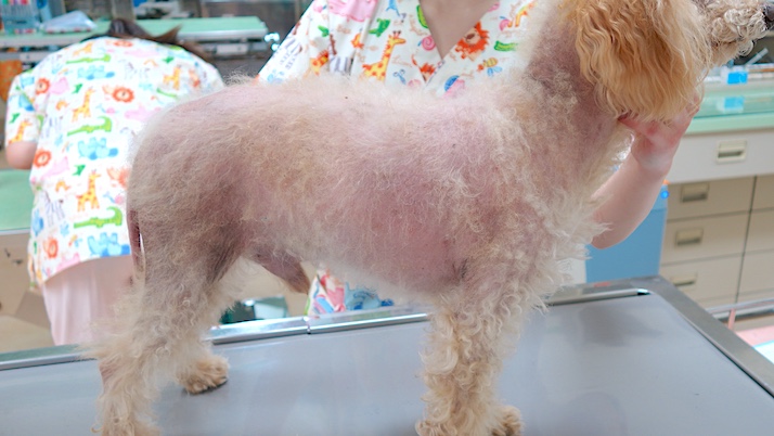 脱毛した犬