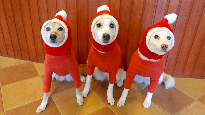 赤服シロロイスルーサー