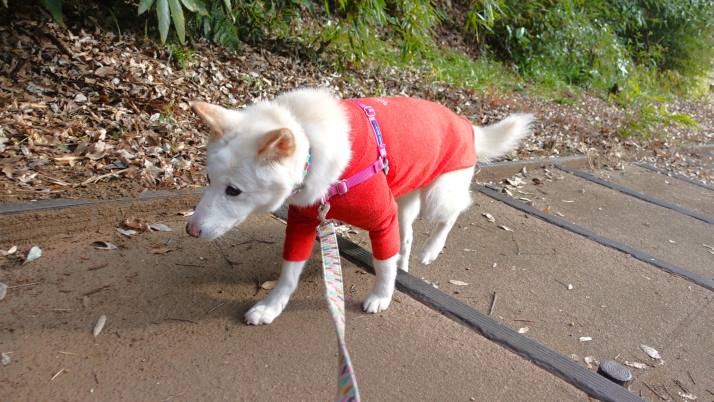 階段を登るシロ