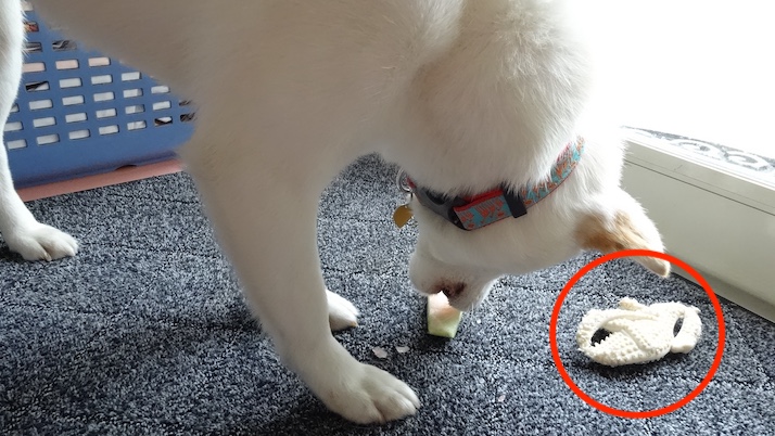 ナイラボーンとシロ