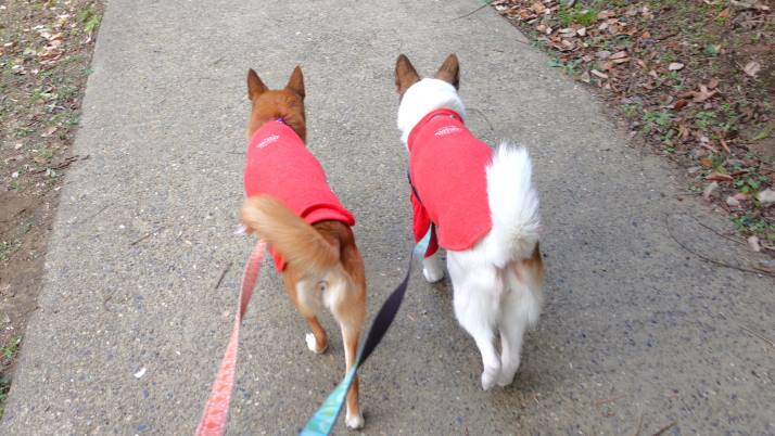 歩くロイスルーサー