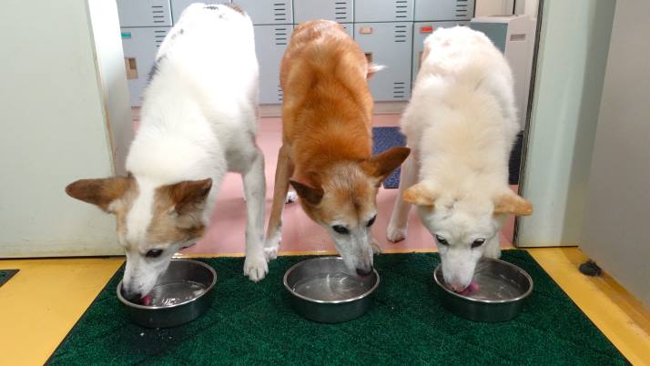 スープを飲むシロロイスルーサー