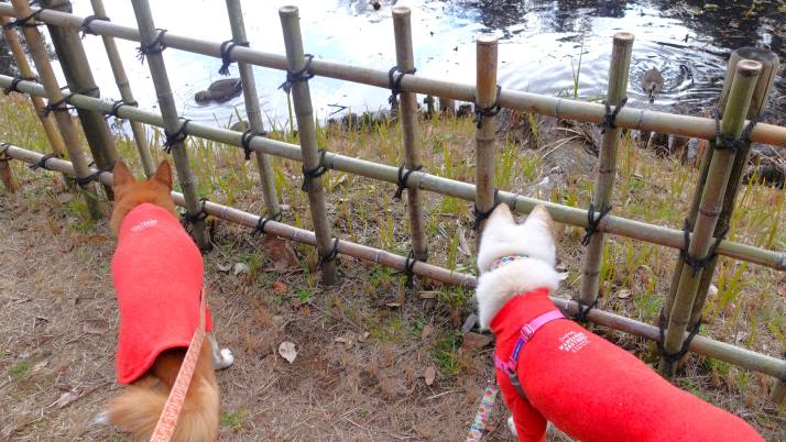 カモを眺めるシロロイス