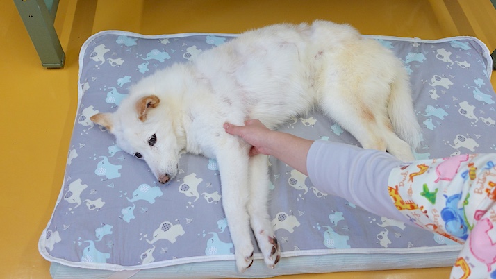 施術中のシロちゃん