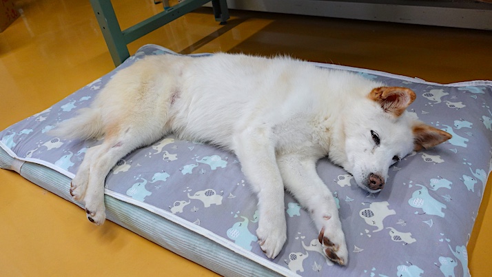 お休みシロちゃん