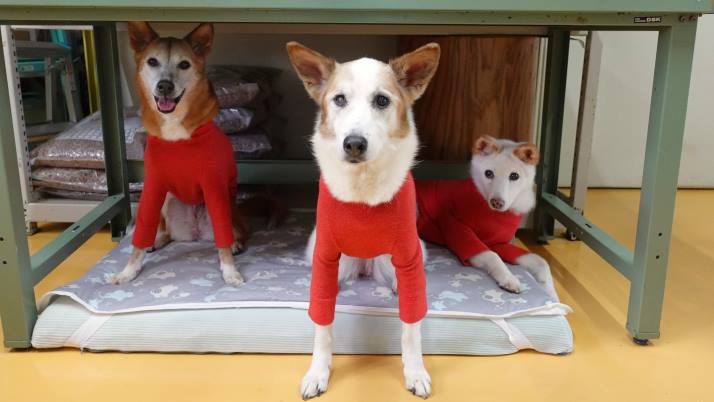 集合するシロロイスルーサー