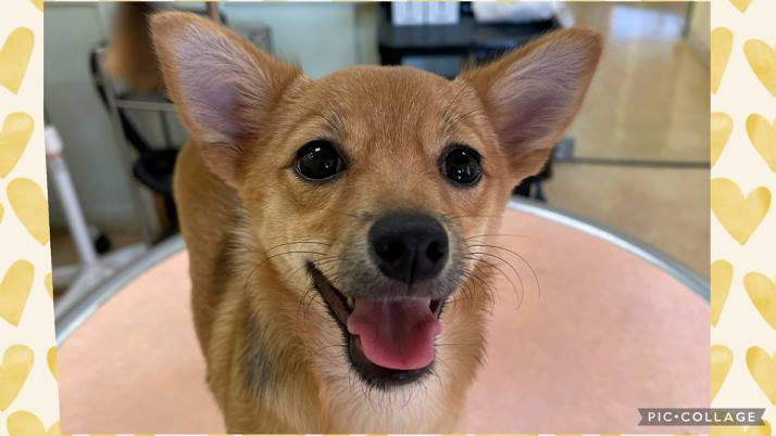 笑顔アンビーちゃん