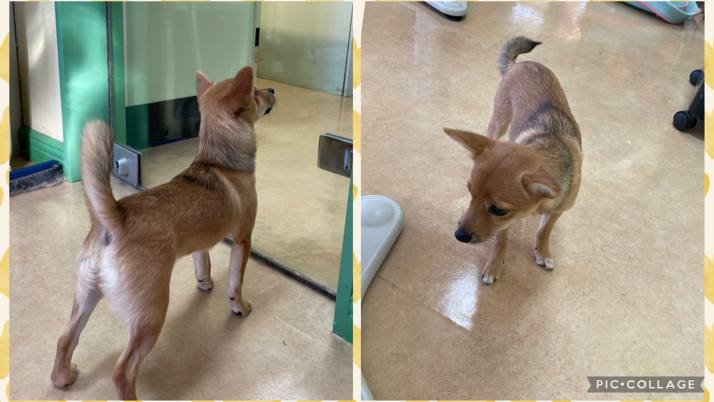 アンビーちゃん