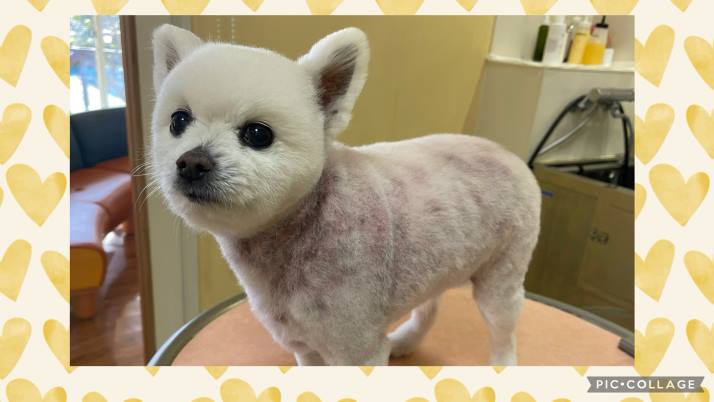 ころすけちゃん