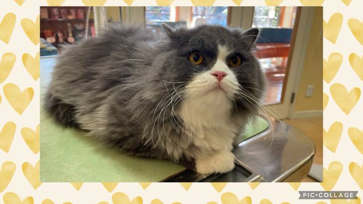 ジャスティンちゃん