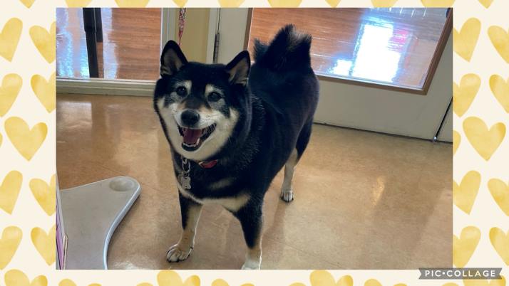 換毛期⁈｜佐倉市の動物病院なら若山動物病院