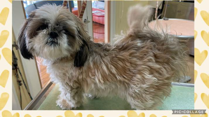 4ヶ月ぶりの…｜佐倉市の動物病院なら若山動物病院