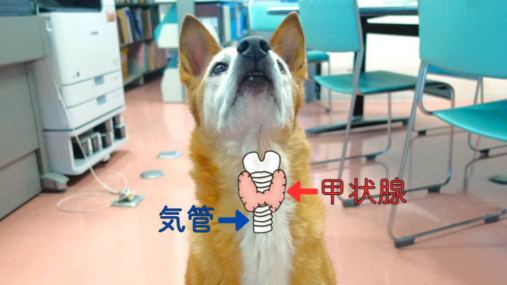 甲状腺とロイス