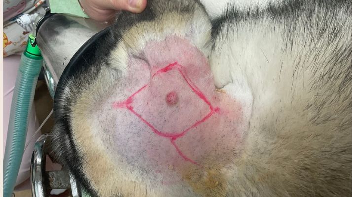 頭にできた肥満細胞腫