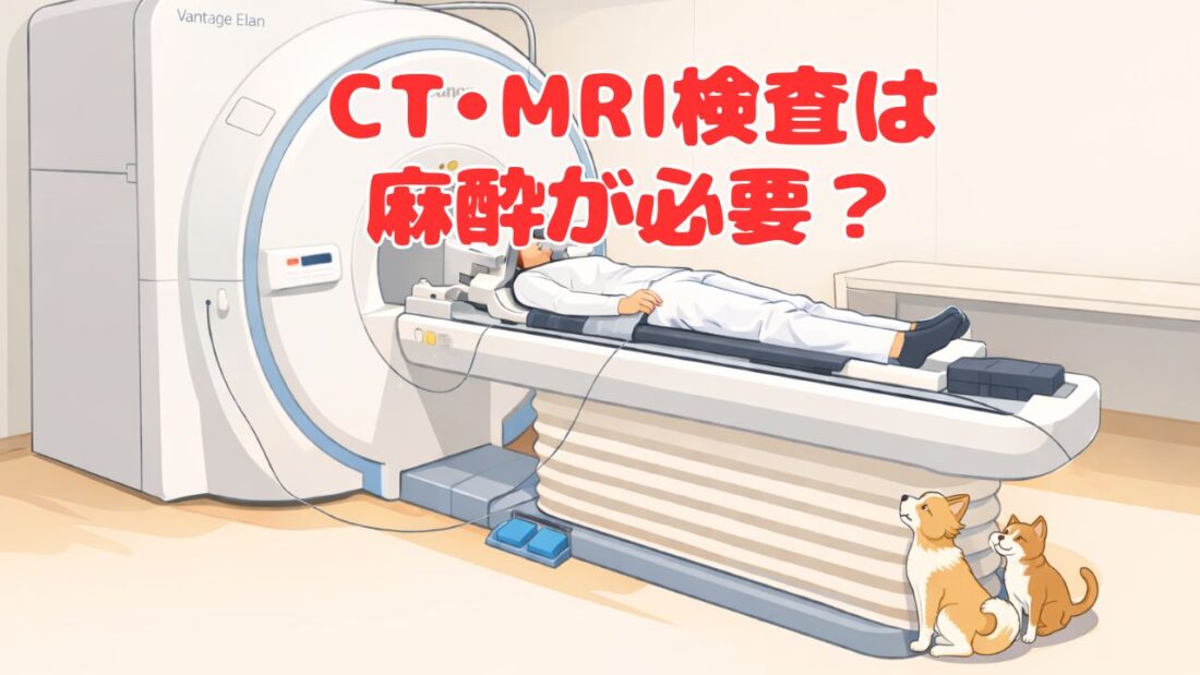 犬猫のCT・MRI検査は麻酔が必要？｜佐倉市の動物病院なら若山動物病院