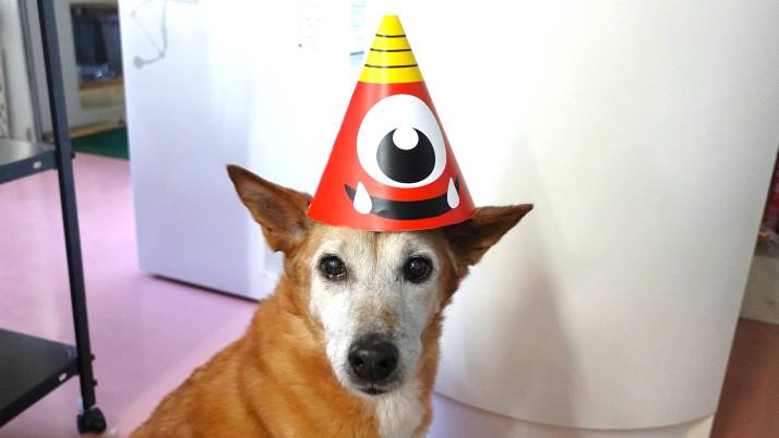 MNDC｜佐倉市の動物病院なら若山動物病院