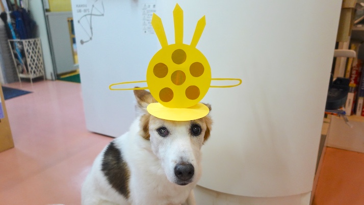 MNDC｜佐倉市の動物病院なら若山動物病院