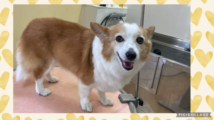 ミッキーちゃん