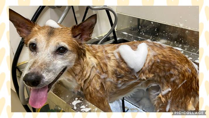 スヌードって大切｜佐倉市の動物病院なら若山動物病院