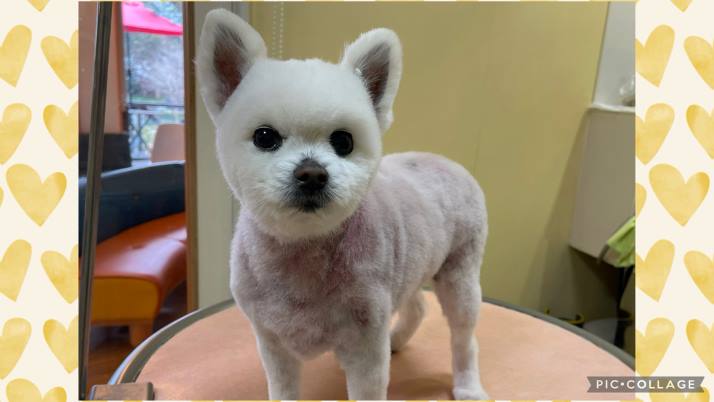 春の陽気♫｜佐倉市の動物病院なら若山動物病院