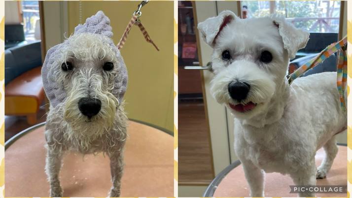 合ったものを！｜佐倉市の動物病院なら若山動物病院