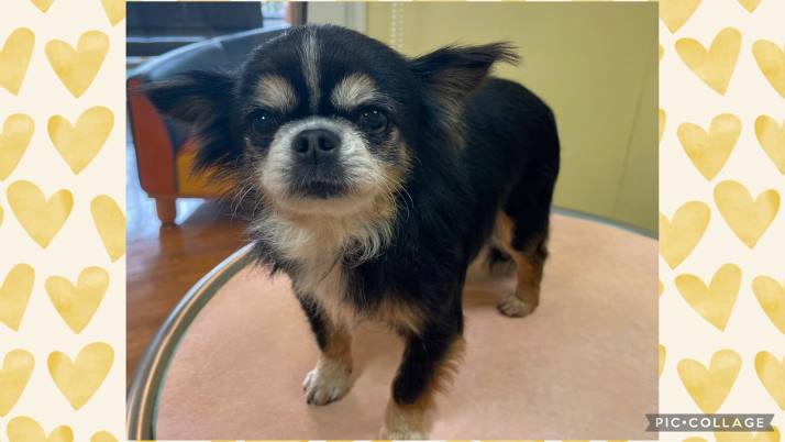 まだまだ注意｜佐倉市の動物病院なら若山動物病院