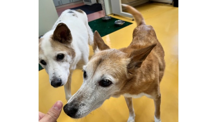 尻尾ふりふり｜佐倉市の動物病院なら若山動物病院