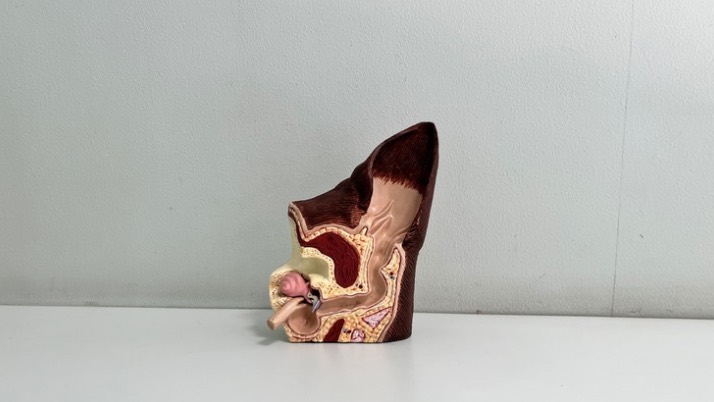 耳掃除｜佐倉市の動物病院なら若山動物病院