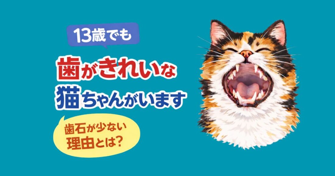 13歳でも歯がきれいな猫ちゃんがいます｜佐倉市の動物病院なら若山動物病院