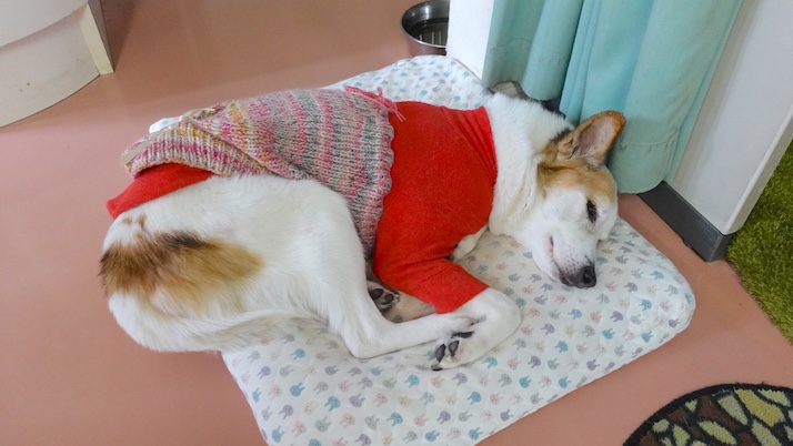 新たな一歩｜佐倉市の動物病院なら若山動物病院