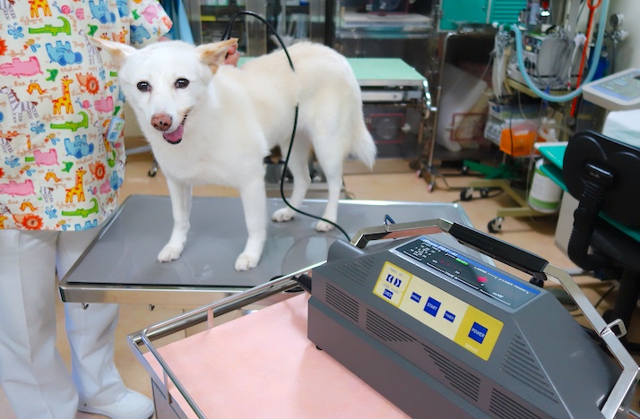 レーザーの｜佐倉市の動物病院なら若山動物病院