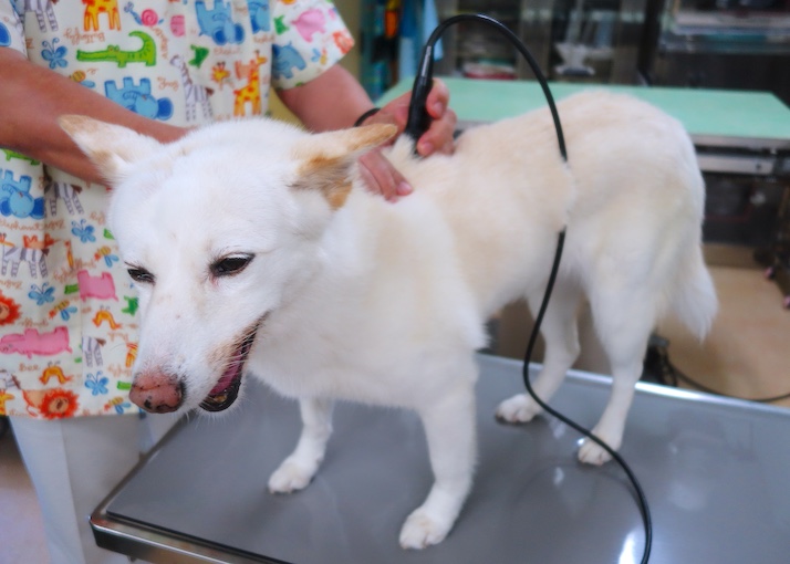 レーザーを受けるシロ