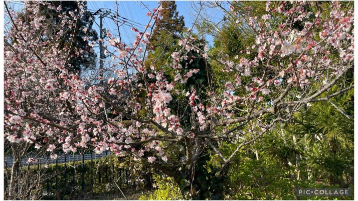 開花｜佐倉市の動物病院なら若山動物病院