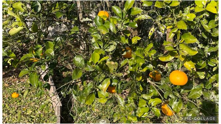 果実？｜佐倉市の動物病院なら若山動物病院