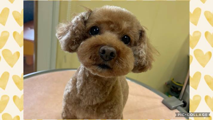 暖かくなると…｜佐倉市の動物病院なら若山動物病院