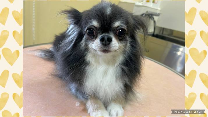 注意しましょう♪｜佐倉市の動物病院なら若山動物病院