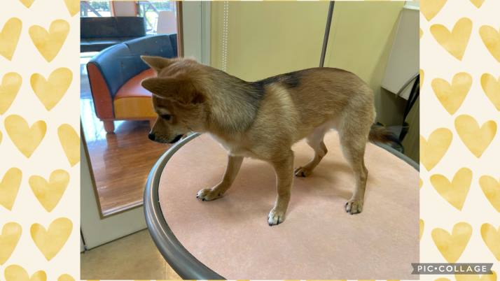 アンビーちゃん