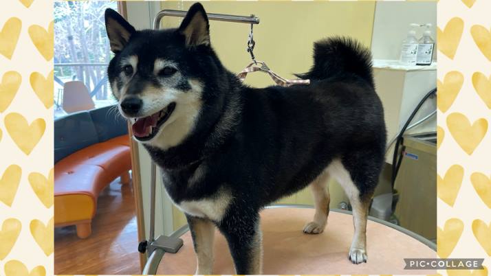 今年はすごい…｜佐倉市の動物病院なら若山動物病院