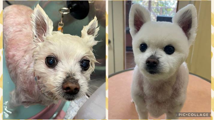 そろそろ時期？｜佐倉市の動物病院なら若山動物病院