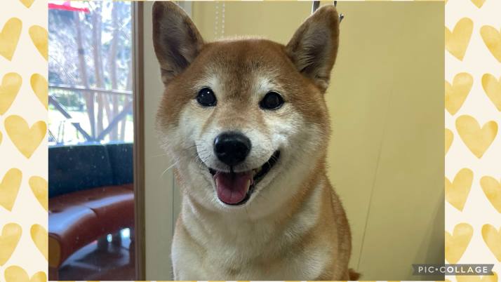 予防って大切｜佐倉市の動物病院なら若山動物病院