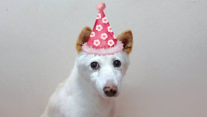 MNDC｜佐倉市の動物病院なら若山動物病院