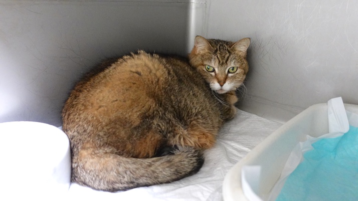 体調不良なおきく