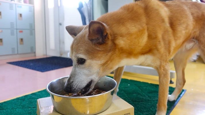 食事と健康｜佐倉市の動物病院なら若山動物病院