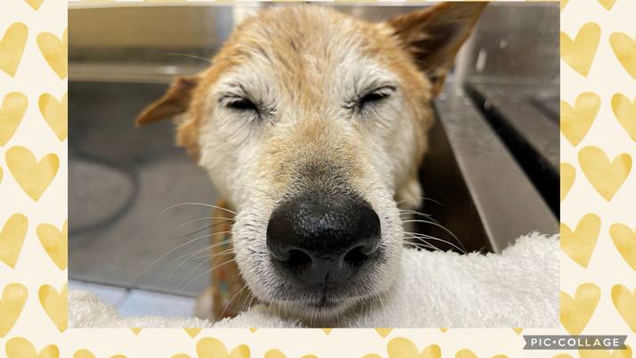 季節の変わり目｜佐倉市の動物病院なら若山動物病院